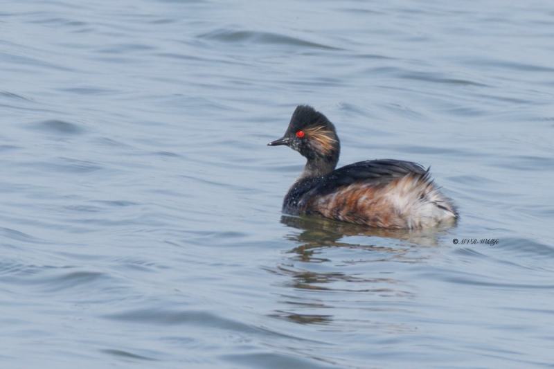 0N0A1813-Geoorde-fuut-Podiceps-nigricollis-Black-necked-Grebe-Schwarzhalstaucher-Grebe-a-cou-noir-Zampullin-cuellinegro_1