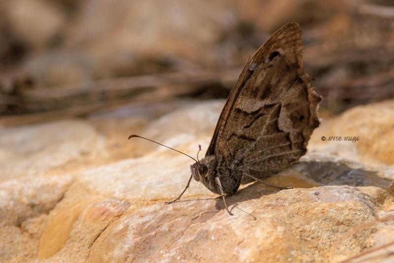 BR8A4860-Gestreepte-Heivlinder-Hipparchia-fidia-Striped-Grayling-Chevron-blanc-Feston-blanco_1