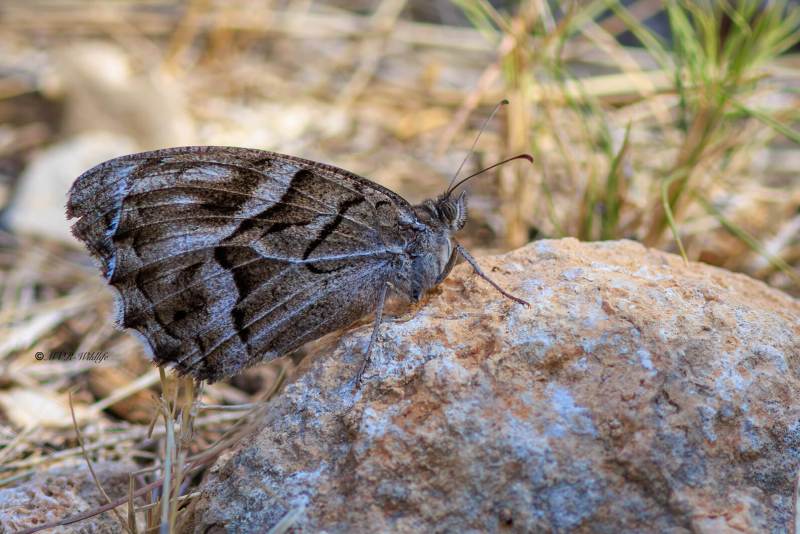 BR8A4903-Gestreepte-Heivlinder-Hipparchia-fidia-Striped-Grayling-Chevron-blanc-Feston-blanco_1