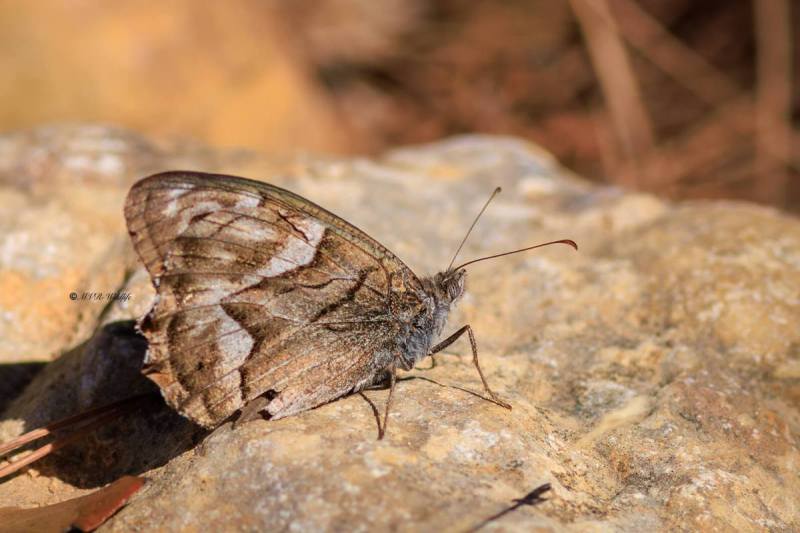 BR8A4908-Gestreepte-Heivlinder-Hipparchia-fidia-Striped-Grayling-Chevron-blanc-Feston-blanco_1