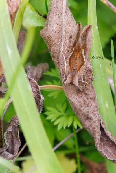 BR8A4640-Getekende-Gamma-uil-Macdunnoughia-confusa-Dewicks-Plusia-Schafgarben-SilbereuleGoutte-dargent_1