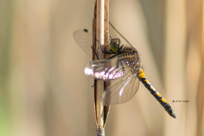 5X8A0685-Gevlekte-witsnuitlibel-Leucorrhinia-pectoralis-Yellow-spotted-Whiteface-Grose-Moosjungfer-Leucorrhine-a-gros-thorax-Leucorrhinia-pectoralis_1