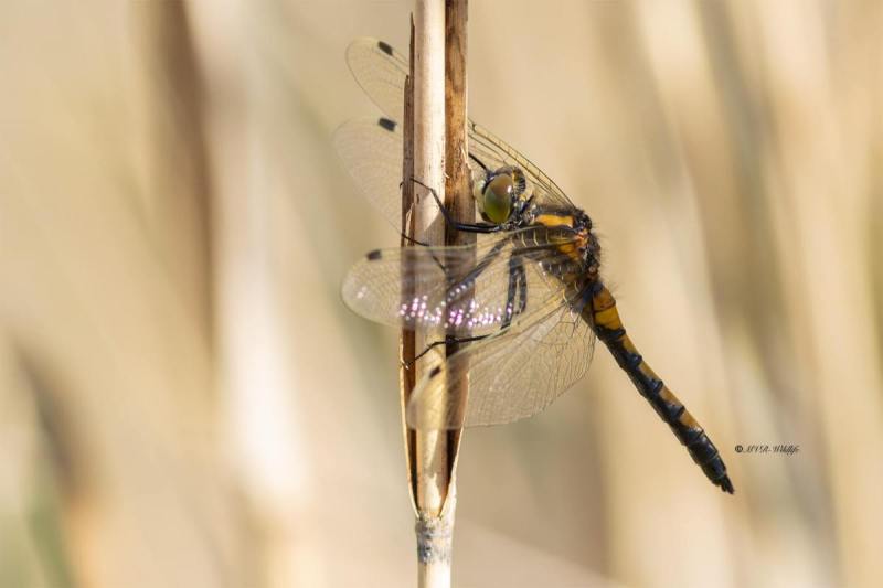 5X8A0692-Gevlekte-witsnuitlibel-Leucorrhinia-pectoralis-Yellow-spotted-Whiteface-Grose-Moosjungfer-Leucorrhine-a-gros-thorax-Leucorrhinia-pectoralis_1