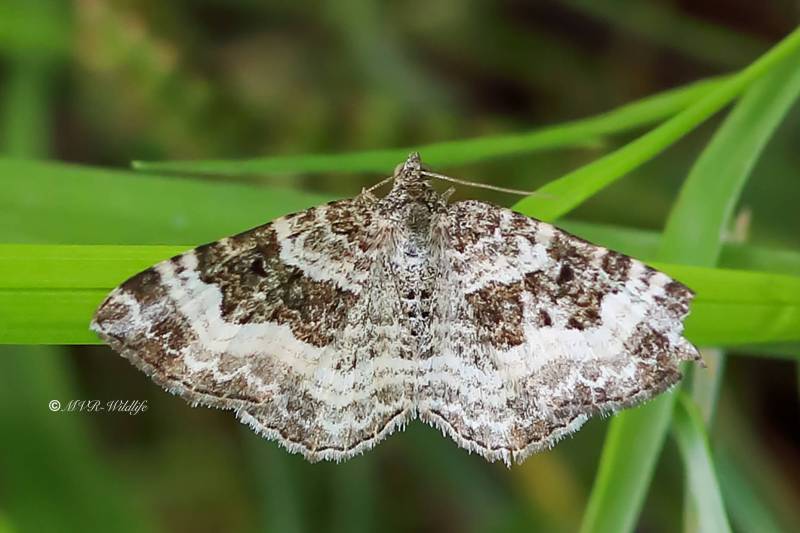1_B65A3448-Gewone-Bandspanner-Epirrhoe-alternata-Common-Carpet-Graubinden-Labkrautspanner-Alternee_1