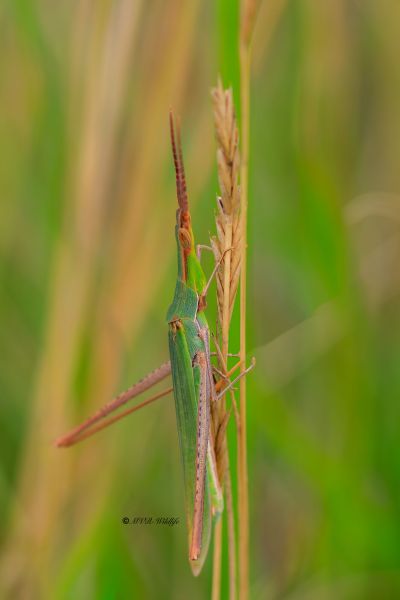 B65A6017-Gewone-neussprinkhaan-Acrida-ungarica-Common-Cylindric-Grashopper-Gewohnliche-Nasenschrecke-La-Truxale-mediterranneenne_1