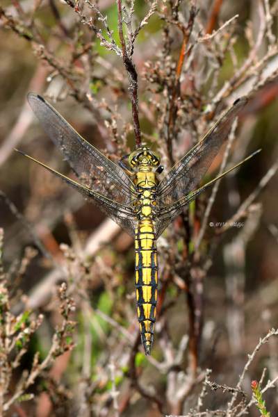 B65A0194-Gewone-oeverlibel-Orthetrum-Cancellatum-Black-tailed-Skimmer-Grosser-Blaupfeil-Orthetrum-reticule_1