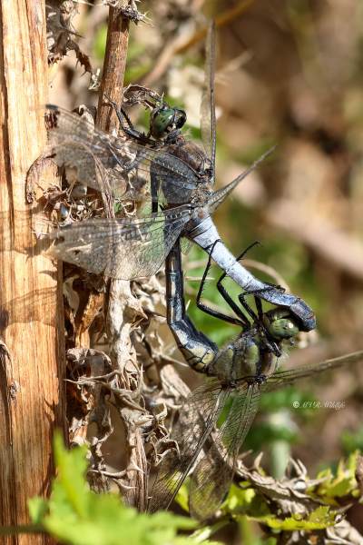 B65A0929-Gewone-oeverlibel-Orthetrum-Cancellatum-Black-tailed-Skimmer-Grosser-Blaupfeil-Orthetrum-reticule_1