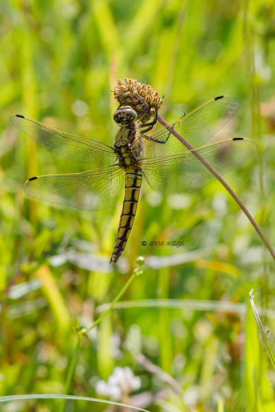 B65A4961-Gewone-oeverlibel-Orthetrum-Cancellatum-Black-tailed-Skimmer-Grosser-Blaupfeil-Orthetrum-reticule_1