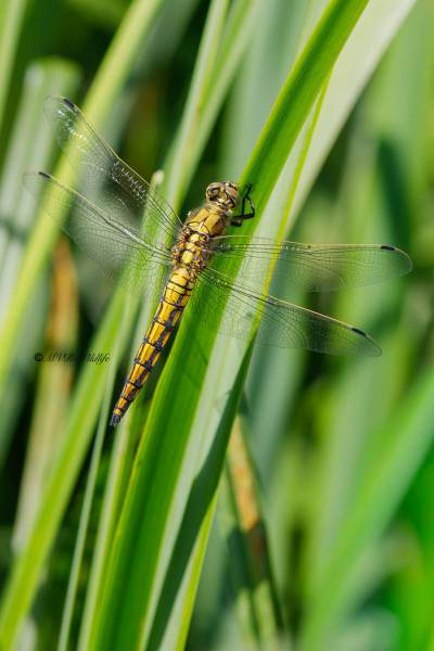 B65A5045-Gewone-oeverlibel-Orthetrum-Cancellatum-Black-tailed-Skimmer-Grosser-Blaupfeil-Orthetrum-reticule_1