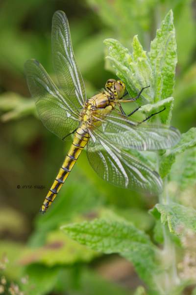 B65A5377-Gewone-oeverlibel-Orthetrum-Cancellatum-Black-tailed-Skimmer-Grosser-Blaupfeil-Orthetrum-reticule_1