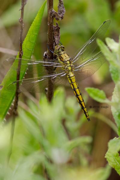B65A5432-Gewone-oeverlibel-Orthetrum-Cancellatum-Black-tailed-Skimmer-Grosser-Blaupfeil-Orthetrum-reticule_1