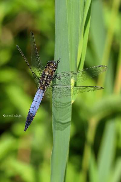 B65A6122-Gewone-oeverlibel-Orthetrum-Cancellatum-Black-tailed-Skimmer-Grosser-Blaupfeil-Orthetrum-reticule_1