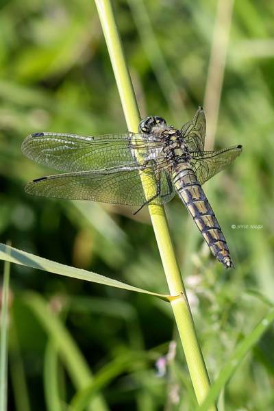 B65A6708-Gewone-oeverlibel-Orthetrum-Cancellatum-Black-tailed-Skimmer-Grosser-Blaupfeil-Orthetrum-reticule_1