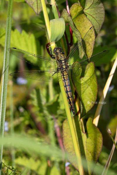 B65A6712-Gewone-oeverlibel-Orthetrum-Cancellatum-Black-tailed-Skimmer-Grosser-Blaupfeil-Orthetrum-reticule_1