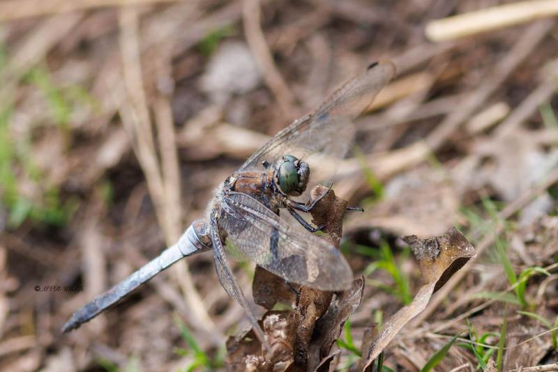 BR8A3489-Gewone-oeverlibel-Orthetrum-Cancellatum-Black-tailed-Skimmer-Grosser-Blaupfeil-Orthetrum-reticule_1