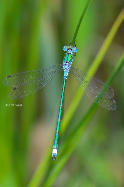 B65A3169-Gewone-Pantserjuffer-Lestes-sponsa-Common-Spreadwing-Gemeine-Binsenjungfer-Leste-fiance_1