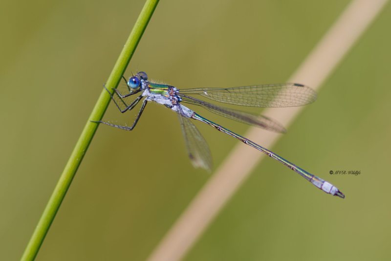 BR8A4208-Gewone-Pantserjuffer-Lestes-sponsa-Common-Spreadwing-Gemeine-Binsenjungfer-Leste-fiance_1