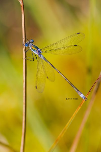 BR8A4220-Gewone-Pantserjuffer-Lestes-sponsa-Common-Spreadwing-Gemeine-Binsenjungfer-Leste-fiance_1