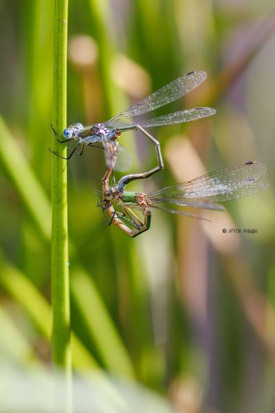 BR8A4737-Gewone-Pantserjuffer-Lestes-sponsa-Common-Spreadwing-Gemeine-Binsenjungfer-Leste-fiance_1