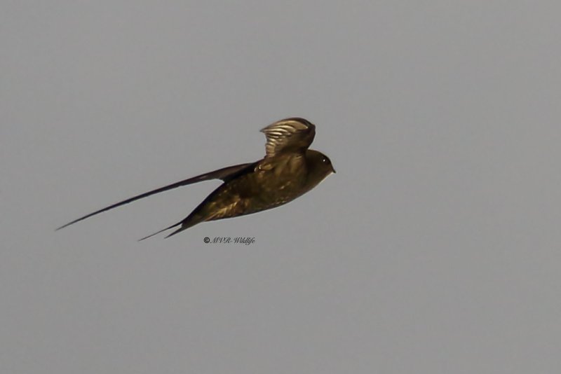 77A1062-Gierzwaluw-Common-Swift-Mauersegler-Martinet-noir-Vencejo-comun_1
