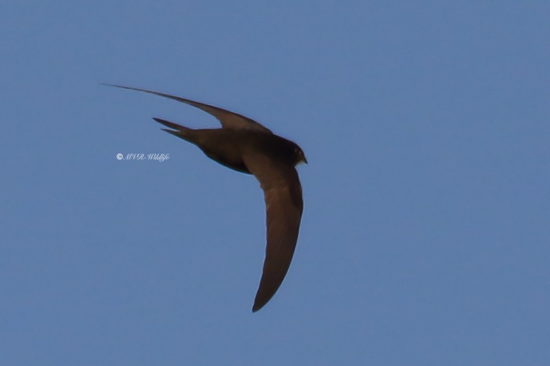 77A1077-Gierzwaluw-Common-Swift-Mauersegler-Martinet-noir-Vencejo-comun_1