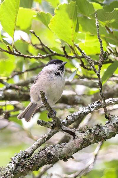 BR8A6299-Glanskop-Marsh-Tit-Sumpfmeise-Mesange-nonnette-Carbonero-palustre_1