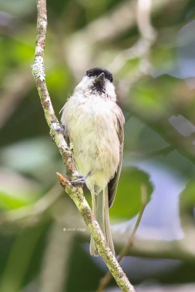 BR8A6306-Glanskop-Marsh-Tit-Sumpfmeise-Mesange-nonnette-Carbonero-palustre_1