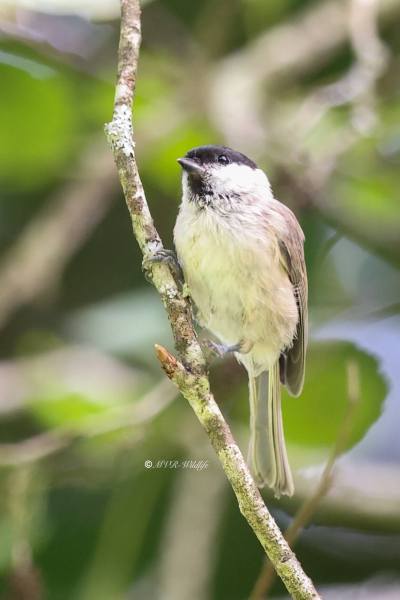 BR8A6307-Glanskop-Marsh-Tit-Sumpfmeise-Mesange-nonnette-Carbonero-palustre_1