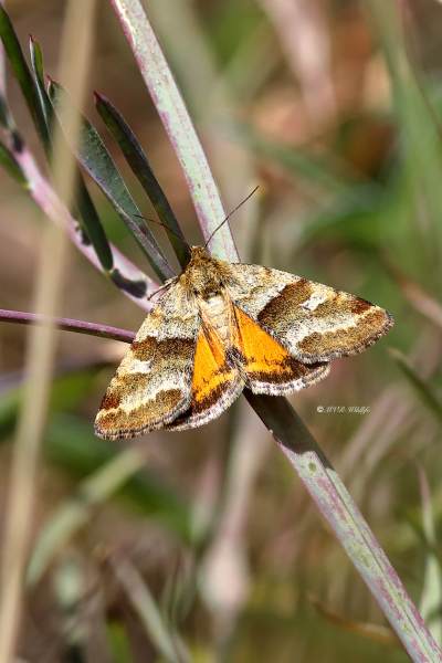 B65A4013-Gouden-daguil-Synthymia-fixa-Goldwing-Goldene-Tageule-Orangee_1