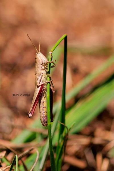 BR8A4810-Gouden-sprinkhaan-Chrysochraon-dispar-Large-Gold-Grasshopper-Grose-Goldschrecke-Le-Criquet-des-clairieres_1