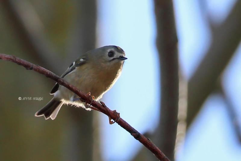 B65A6588-Goudhaan-Goldcrest-Wintergoldhahnchen-Roitelet-Huppe-Reyezuelo-Sencillo_1
