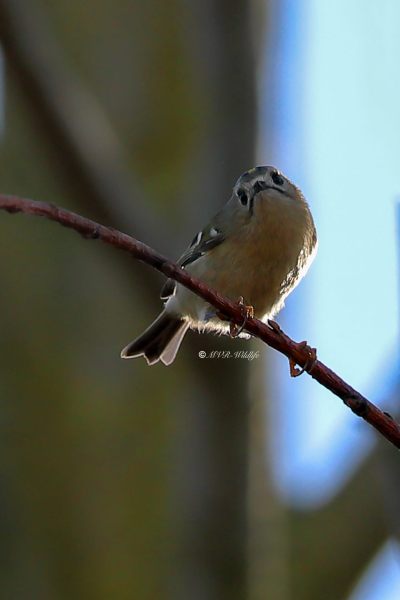 B65A6590-Goudhaan-Goldcrest-Wintergoldhahnchen-Roitelet-Huppe-Reyezuelo-Sencillo_1