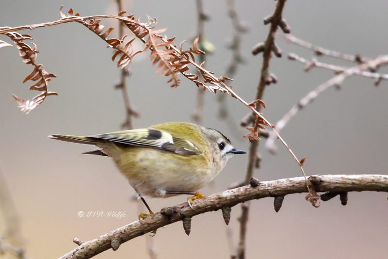 BR8A0044-Goudhaan-Goldcrest-Wintergoldhahnchen-Roitelet-Huppe-Reyezuelo-Sencillo_1