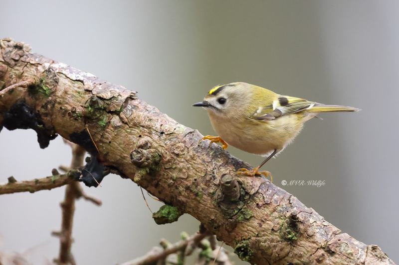 BR8A0045-Goudhaan-Goldcrest-Wintergoldhahnchen-Roitelet-Huppe-Reyezuelo-Sencillo_1