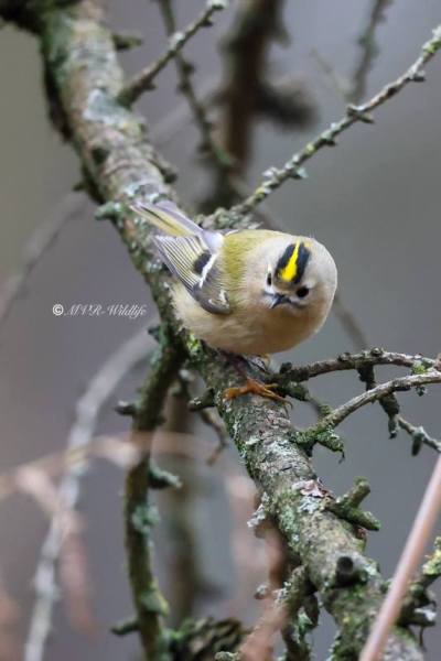 BR8A0050-Goudhaan-Goldcrest-Wintergoldhahnchen-Roitelet-Huppe-Reyezuelo-Sencillo_1