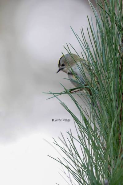BR8A0194-Goudhaan-Goldcrest-Wintergoldhahnchen-Roitelet-Huppe-Reyezuelo-Sencillo_1