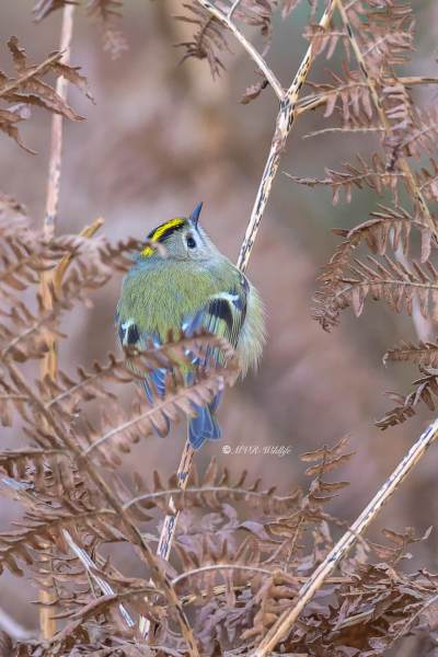 BR8A0199-Goudhaan-Goldcrest-Wintergoldhahnchen-Roitelet-Huppe-Reyezuelo-Sencillo_1