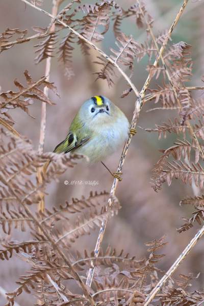 BR8A0200-Goudhaan-Goldcrest-Wintergoldhahnchen-Roitelet-Huppe-Reyezuelo-Sencillo_1