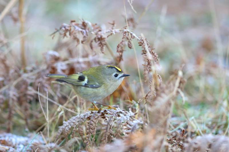 BR8A0281-Goudhaan-Goldcrest-Wintergoldhahnchen-Roitelet-Huppe-Reyezuelo-Sencillo_1