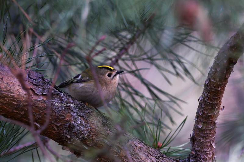 BR8A0327-Goudhaan-Goldcrest-Wintergoldhahnchen-Roitelet-Huppe-Reyezuelo-Sencillo_1