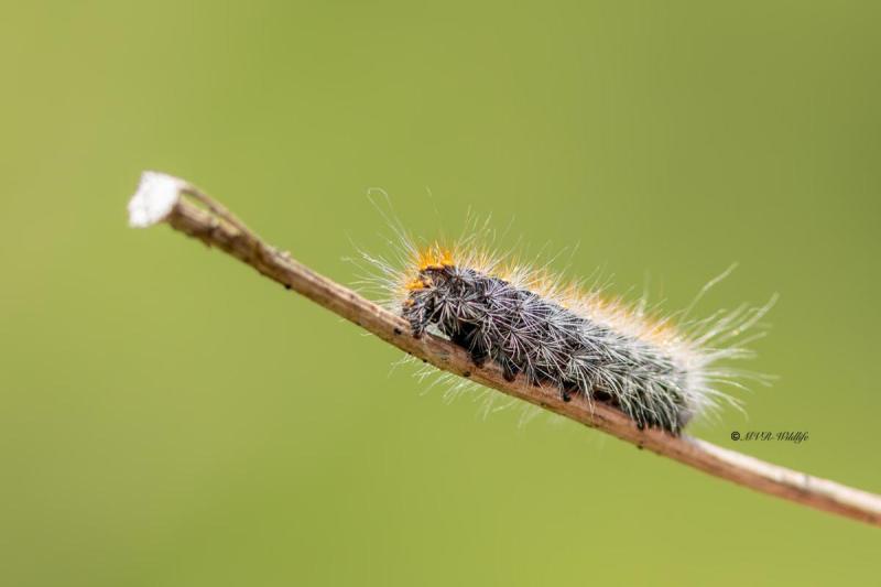 5X8A4020-2-Goudhaaruil-Acronicta-auricoma-Scarce-Dagger-Goldhaar-Rindeneule-Chevelure-doree_1