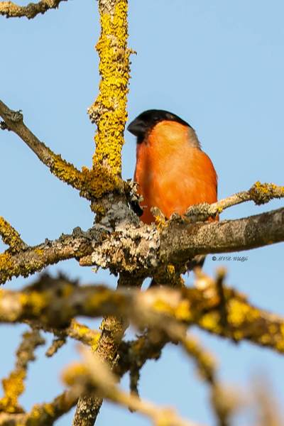 BR8A4772-Goudvink-Bullfinch-Gimpel-Bouvreuil-pivoine-Camachuelo-comun_1