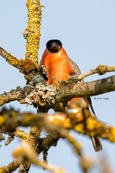 BR8A4776-Goudvink-Bullfinch-Gimpel-Bouvreuil-pivoine-Camachuelo-comun_1