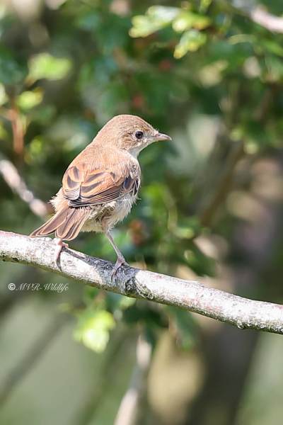 A34I0283-Grasmus-Common-Whitethroat-Dorngrasmucke-Fauvette-grisette-Curruca-zarcera_1
