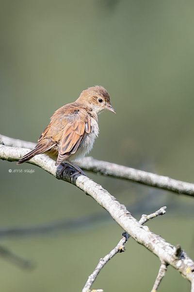 A34I0309-Grasmus-Common-Whitethroat-Dorngrasmucke-Fauvette-grisette-Curruca-zarcera_1