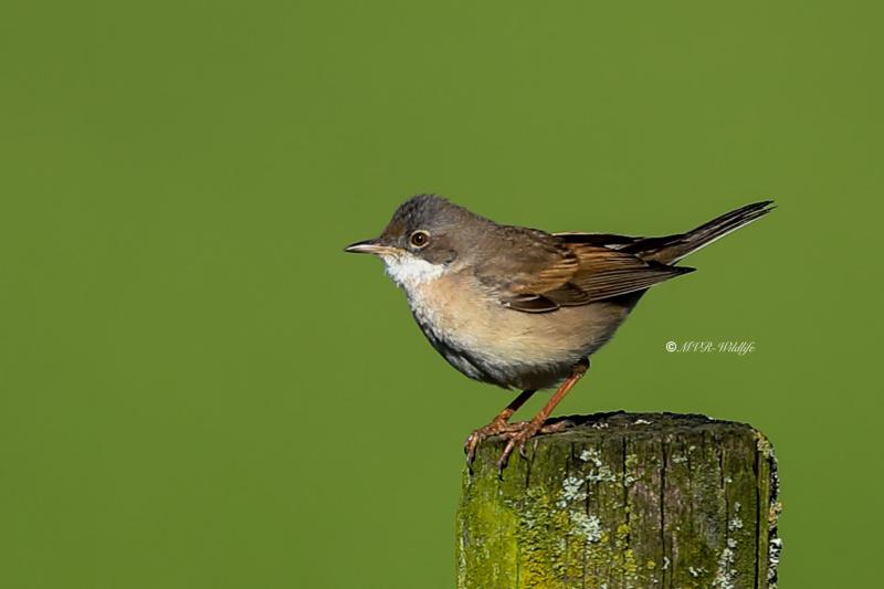 B65A0950-Grasmus-Common-Whitethroat-Dorngrasmucke-Fauvette-grisette-Curruca-zarcera_1