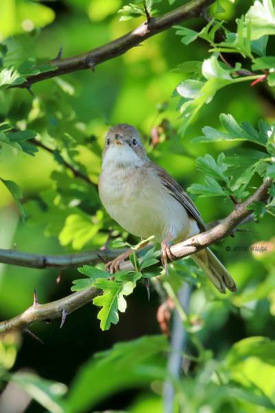 B65A5158-Grasmus-Common-Whitethroat-Dorngrasmucke-Fauvette-grisette-Curruca-zarcera_1