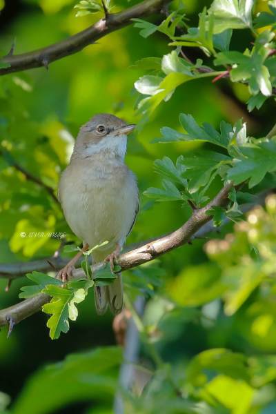 B65A5173-Grasmus-Common-Whitethroat-Dorngrasmucke-Fauvette-grisette-Curruca-zarcera_1