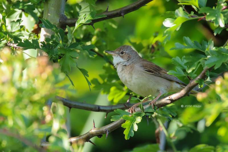 B65A5180-Grasmus-Common-Whitethroat-Dorngrasmucke-Fauvette-grisette-Curruca-zarcera_1