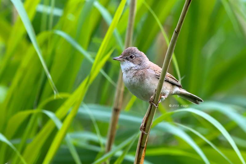 B65A5270-Grasmus-Common-Whitethroat-Dorngrasmucke-Fauvette-grisette-Curruca-zarcera_1